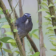 Cinnamon-bellied Saltator