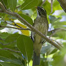 Saltator gros-bec