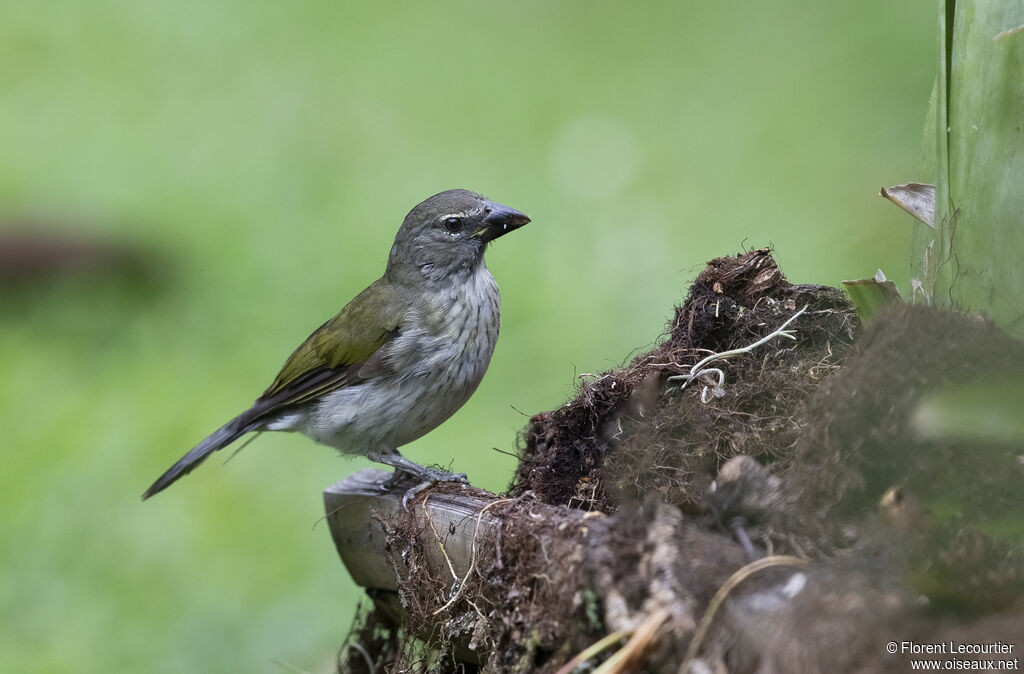 Streaked Saltator