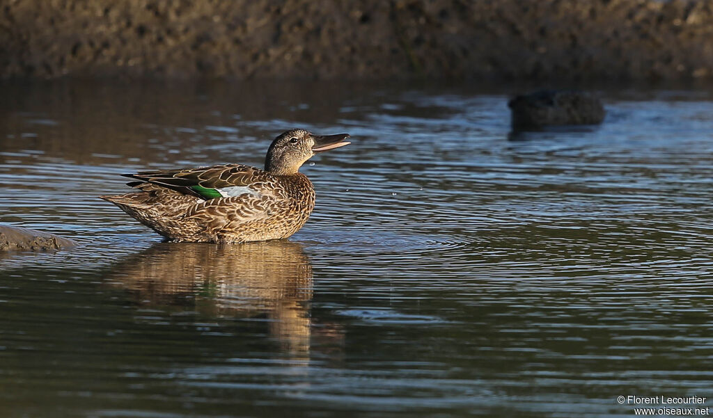 Blue-winged Teal