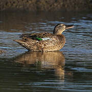 Blue-winged Teal