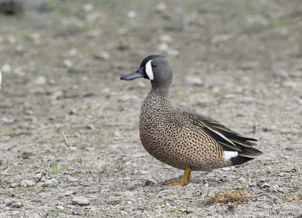 Sarcelle à ailes bleues mâle