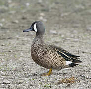 Blue-winged Teal