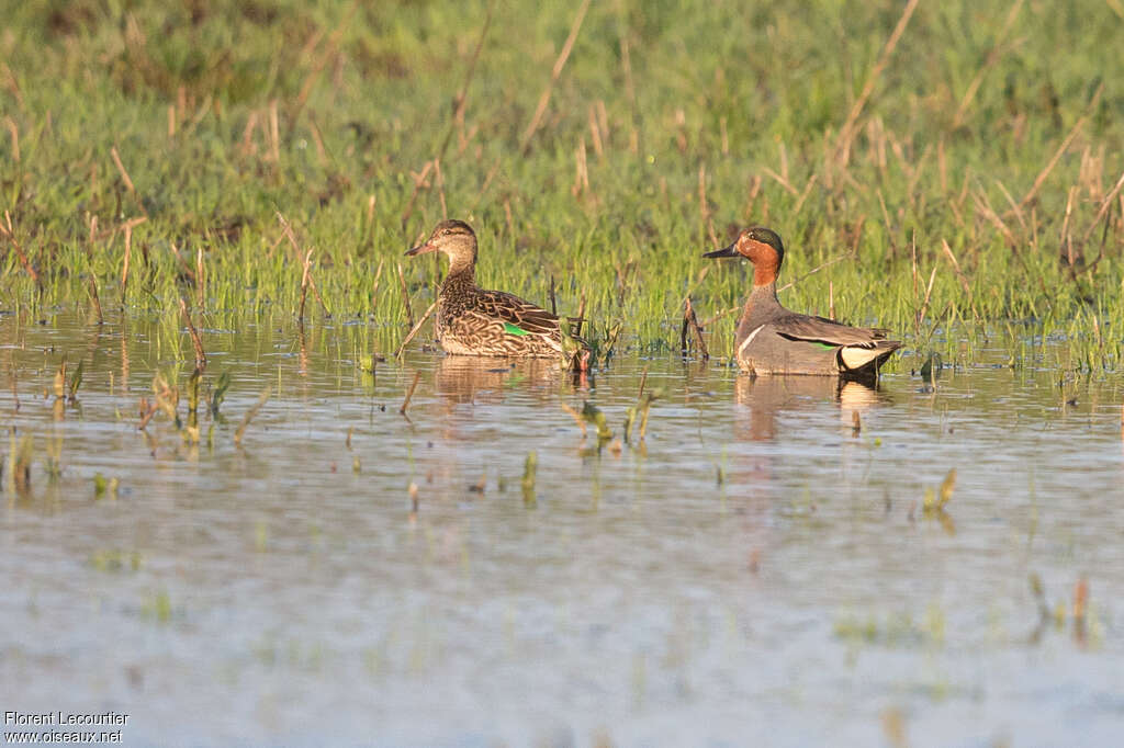 Green-winged Teal female adult, identification