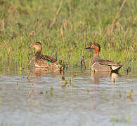 Green-winged Teal