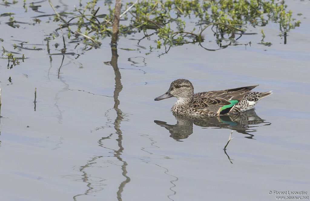 Green-winged Teal female