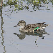 Green-winged Teal