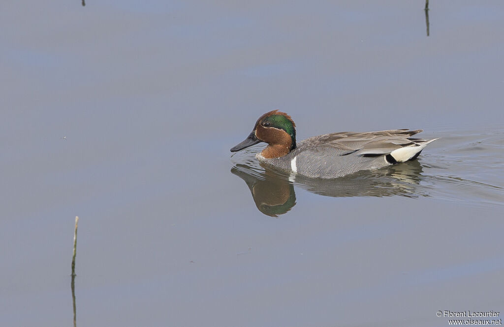 Green-winged Teal male