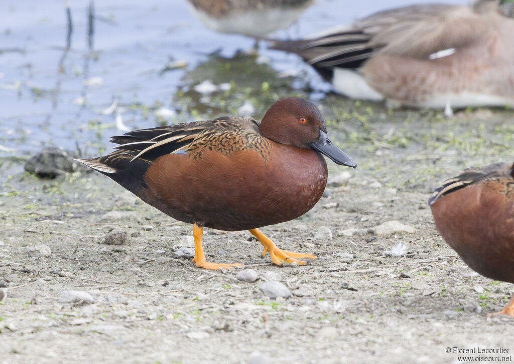 Cinnamon Teal