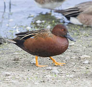 Cinnamon Teal