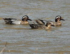 Garganey