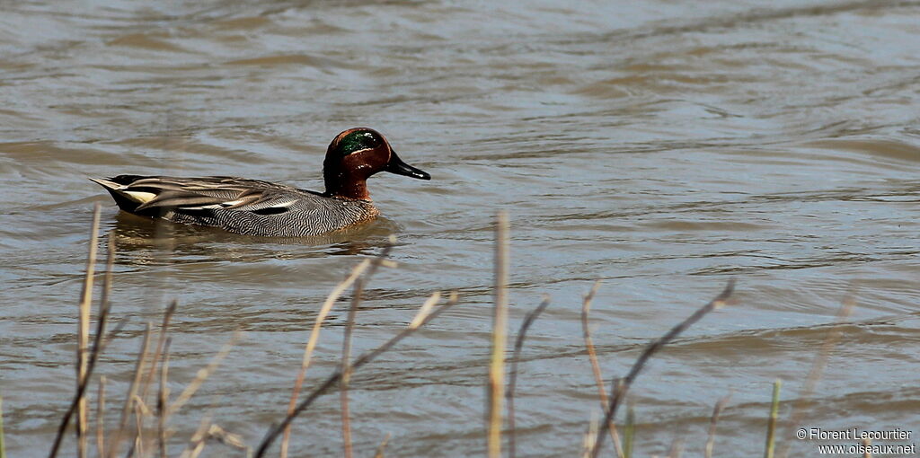 Eurasian Teal male