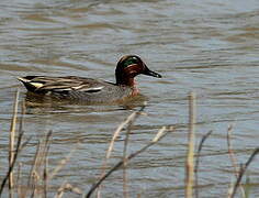 Eurasian Teal