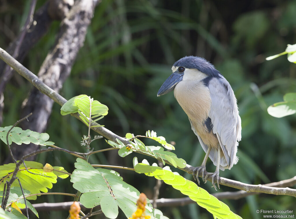 Boat-billed Heron