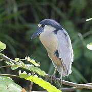 Boat-billed Heron