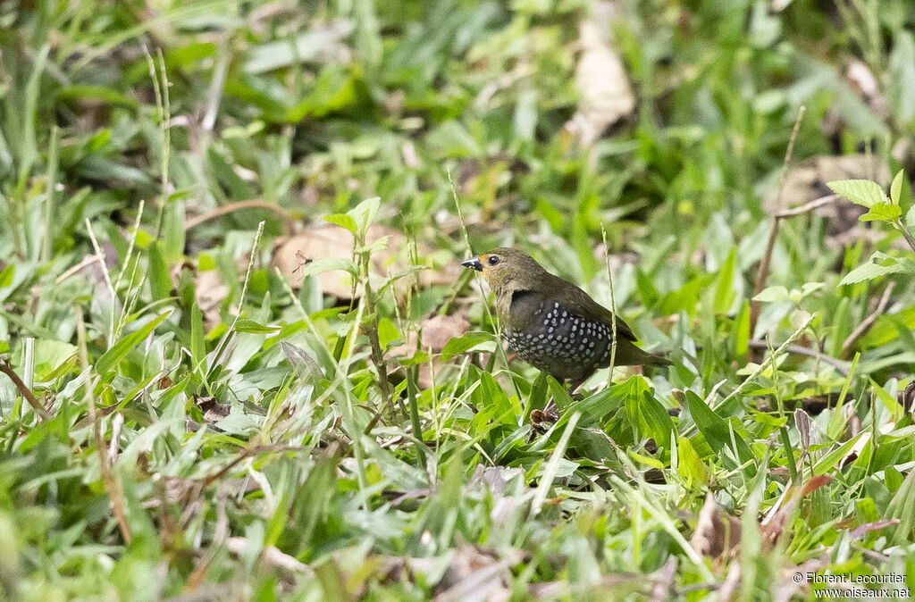 Green Twinspot female