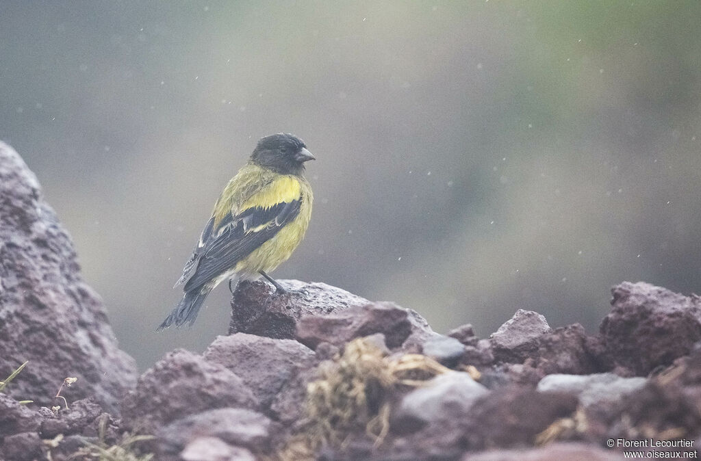 Serin à tête noire mâle