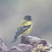 Ethiopian Siskin