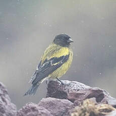 Serin à tête noire