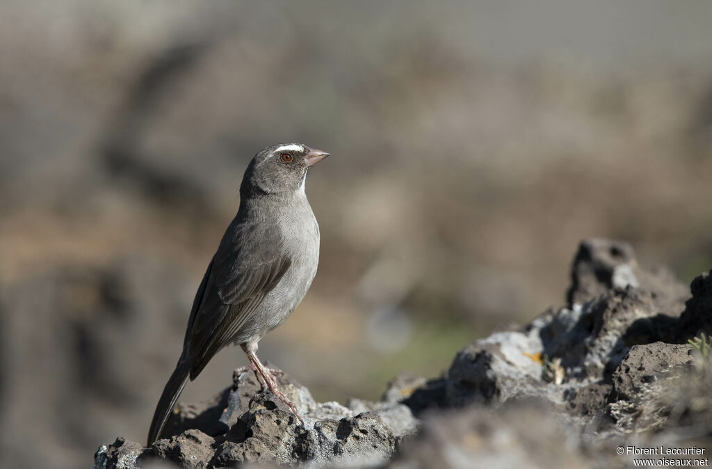 Brown-rumped Seedeater