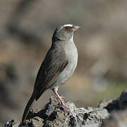 Brown-rumped Seedeater