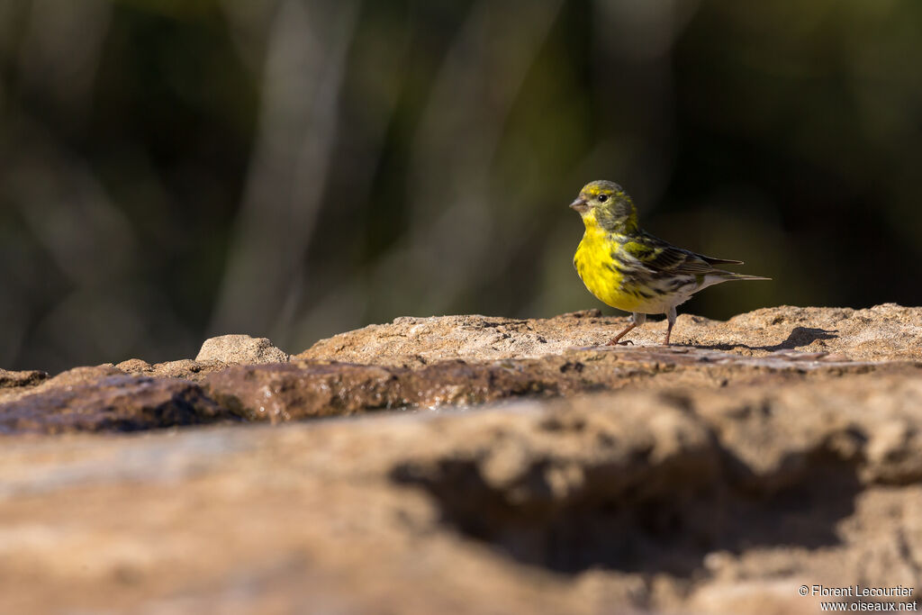 European Serin male