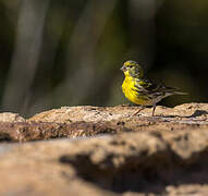 European Serin