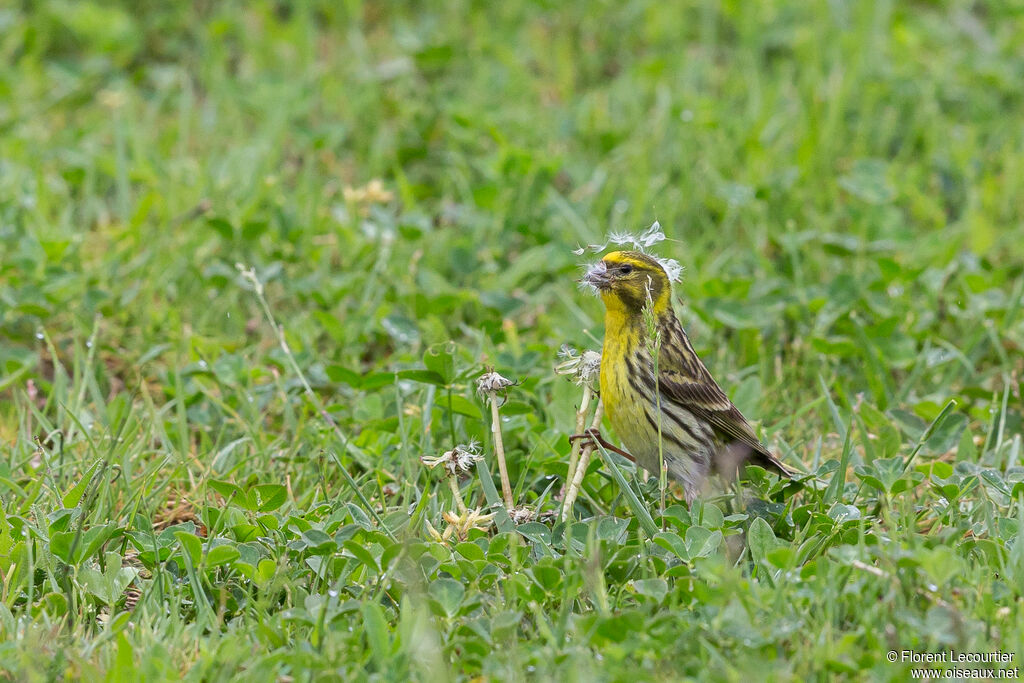 Serin cini