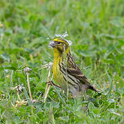 European Serin