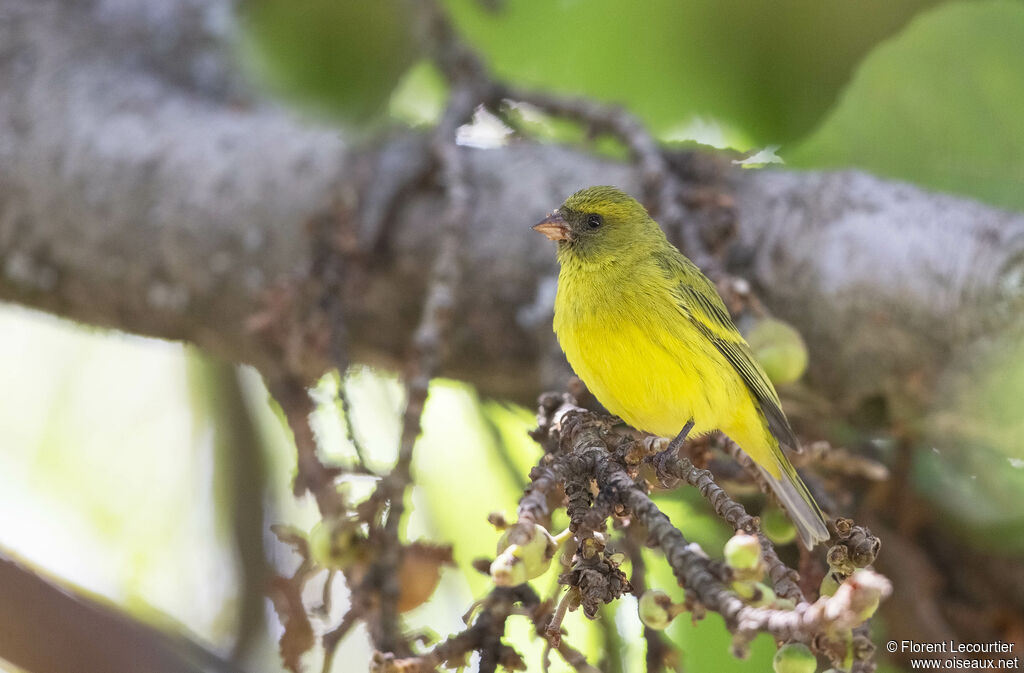 Serin d'Abyssinie