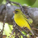 Serin d'Abyssinie