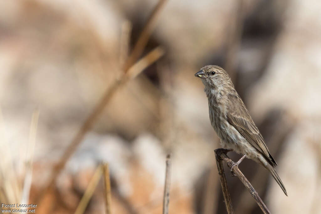 Serin du Yémen, identification