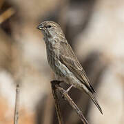 Serin du Yémen