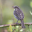 Serin strié