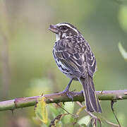 Streaky Seedeater