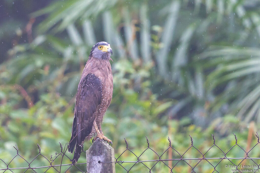 Crested Serpent Eagle