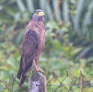 Crested Serpent Eagle