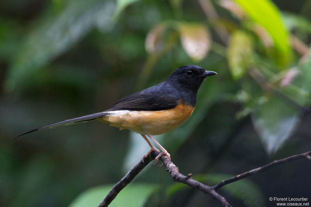 White-rumped Shamaadult