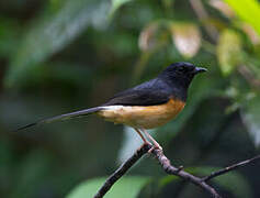 White-rumped Shama