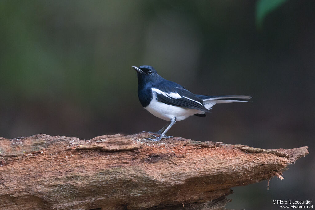 Oriental Magpie-Robin male adult