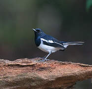 Oriental Magpie-Robin