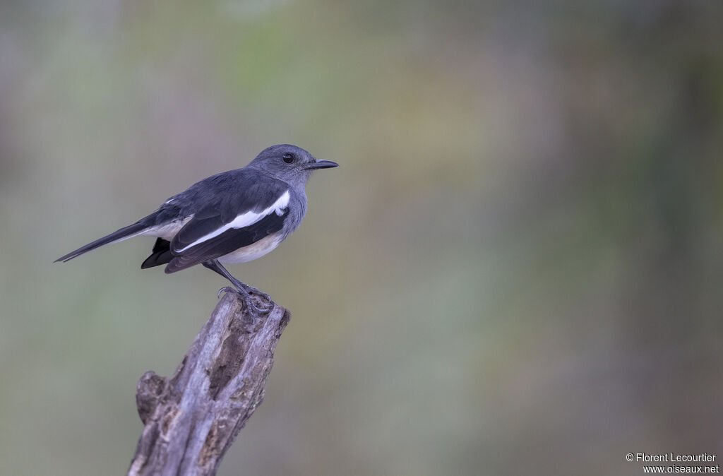 Oriental Magpie-Robin female