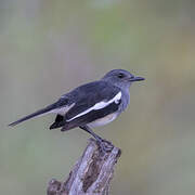 Oriental Magpie-Robin