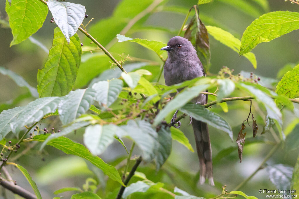 Long-tailed Sibia