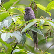 Long-tailed Sibia