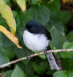 Sibia à tête noire