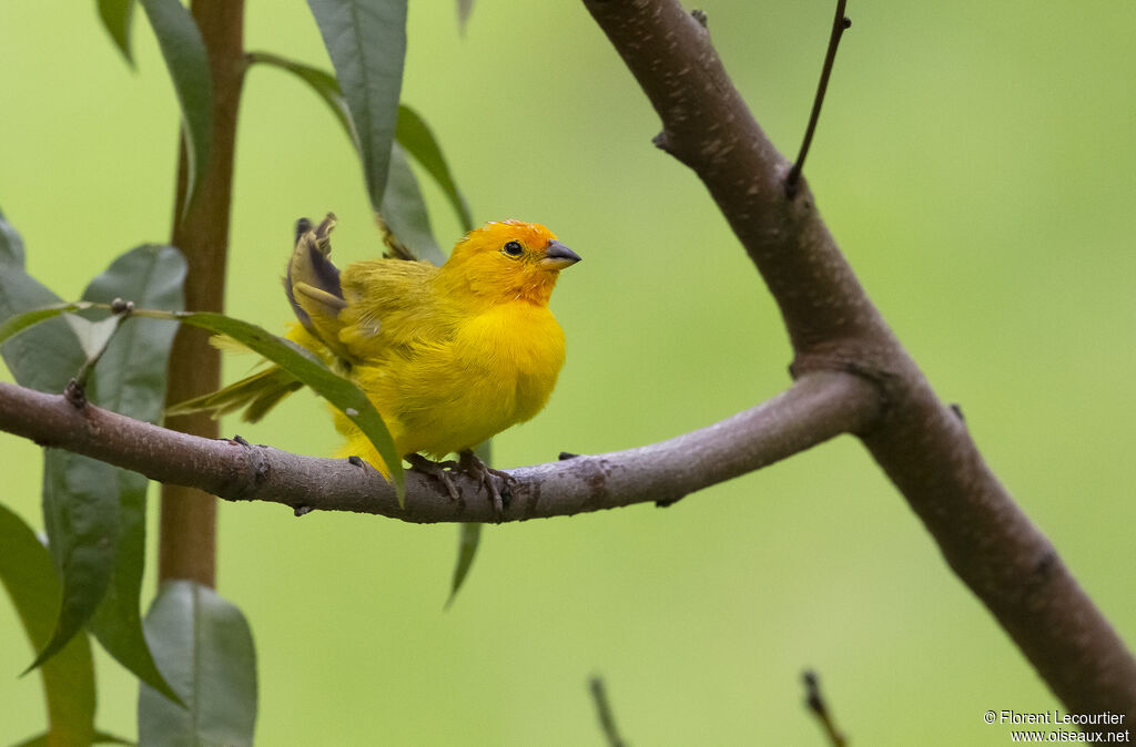 Saffron Finch