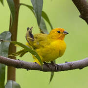 Saffron Finch