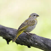 Saffron Finch