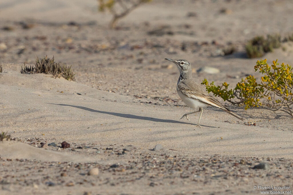 Greater Hoopoe-Lark